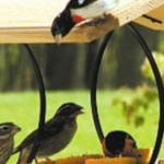 Birds at Feeder